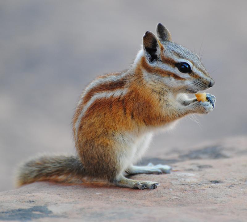 USA - Chipmunk- Tamias striatus